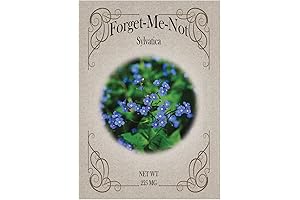 100 Forget Me Not Flower Seed Packets in Bulk