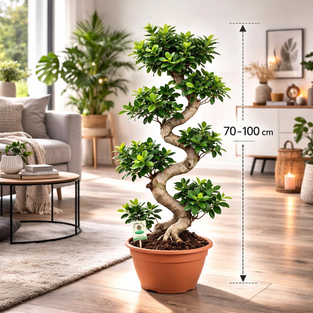 Bonsai Ficus Microcarpa Ginseng (S-Form) – 70-100 cm – Pflegeleichte Zimmerpflanze, ideal für Anfänger, Wohn- und Büroschmuck
