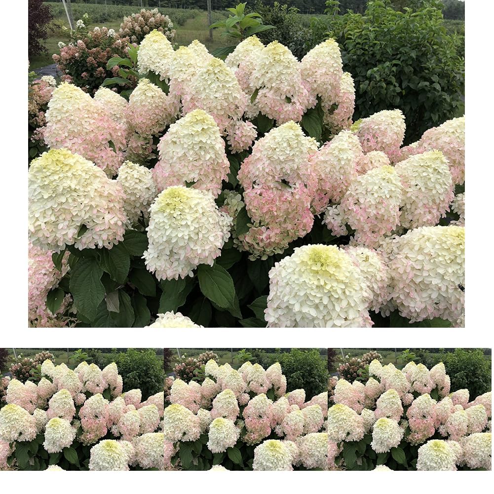 4.5 in. Qt. Quick Fire 'Fab' Hydrangea, Live Plant, White and Pink Flowers (Pack of 4)