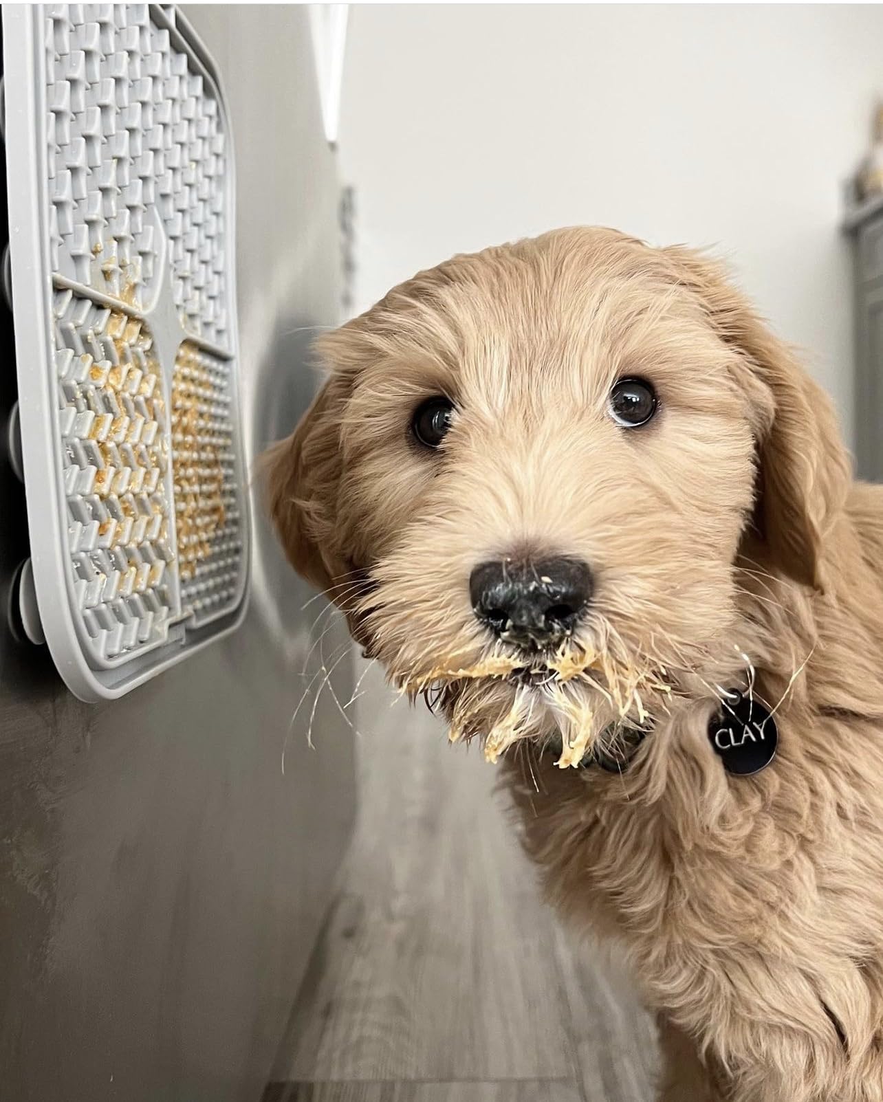 BUDDY BUDDER Bark Bistro Company - Paquete de 6 paquetes de sabores mixtos, mantequilla de maní 100% natural para perros, golosinas saludables para perros con mantequilla de maní, fabricadas en