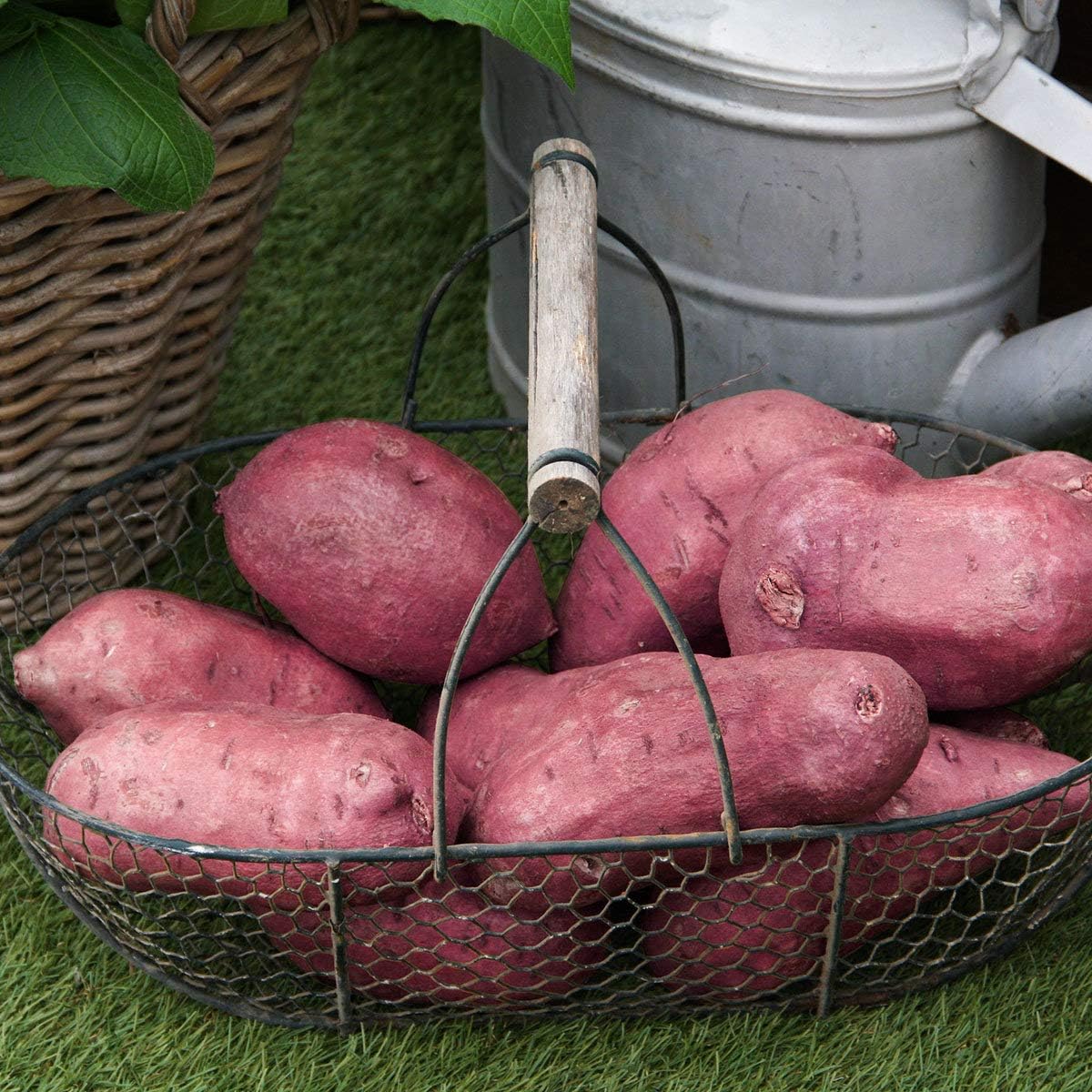 Znadna Seeds 200pcs Sweet Potato Seeds, Organic Seed