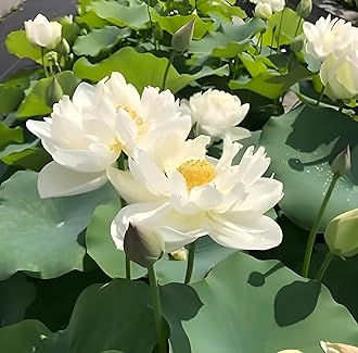 Beautiful Big Size Hybrid White Lotus (Root/Tuber) Plant Tree For Guaranted Blooming With In 30 Day's Orginal Varaity Lotus Tuber Plant.