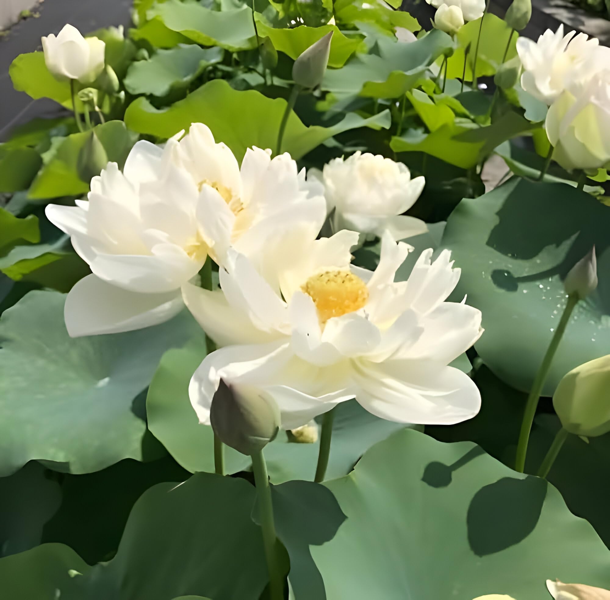 SEILOZBUNIA Beautiful Big Size Hybrid White Lotus (Root/Tuber) Plant Tree For Guaranted Blooming With In 30 Day's Orginal Varaity Lotus Tuber Plant.