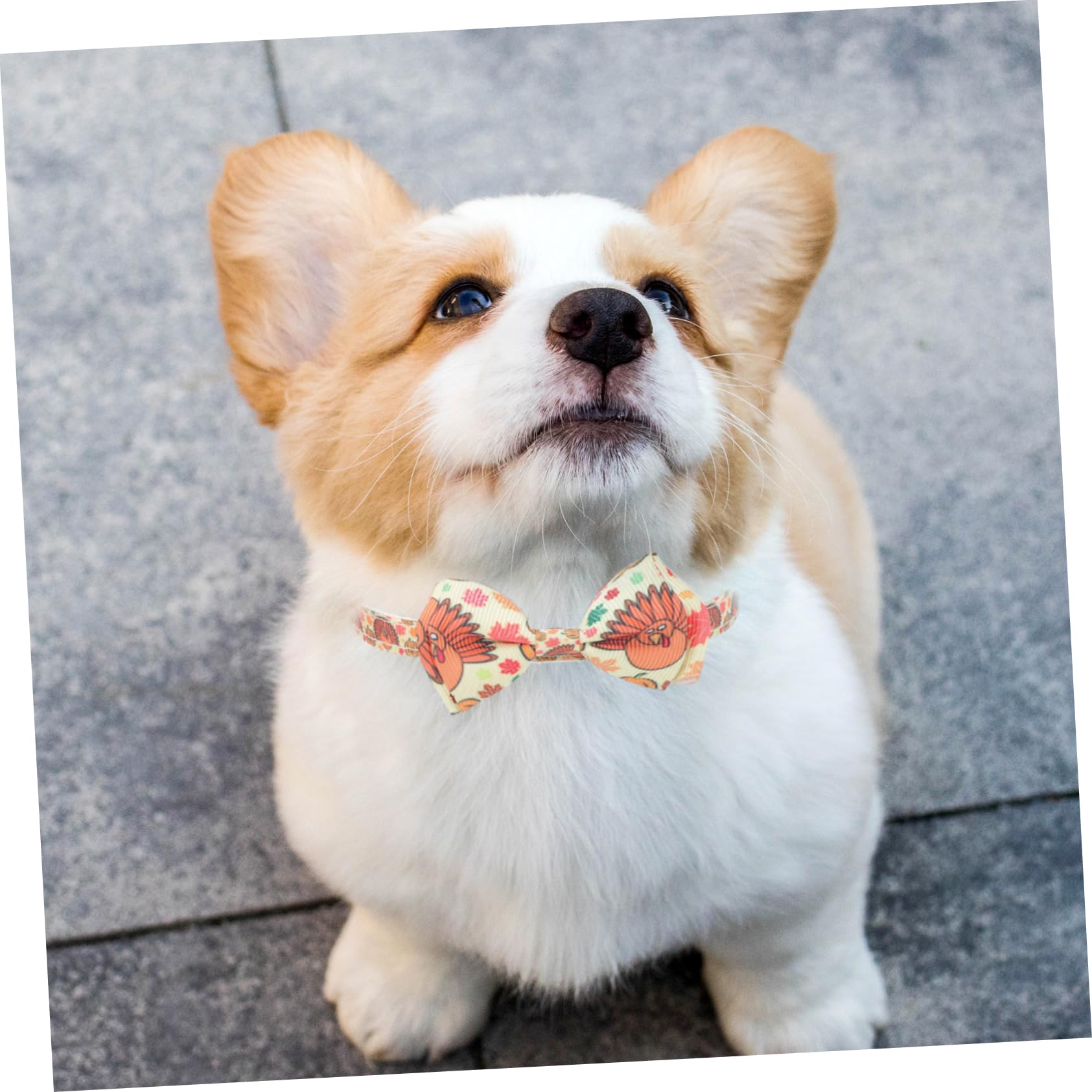 minkissy 10pièces Colliers Ajustables pour Animaux avec Nœud De Accessoires De Mode pour Et Chiens Thème Thanksgiving