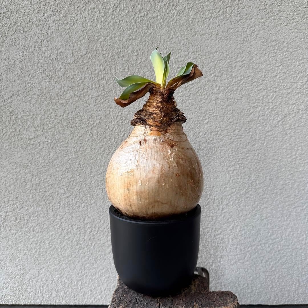 発根済良形株ブーファンハエマンソイデス ブーファンハエマン