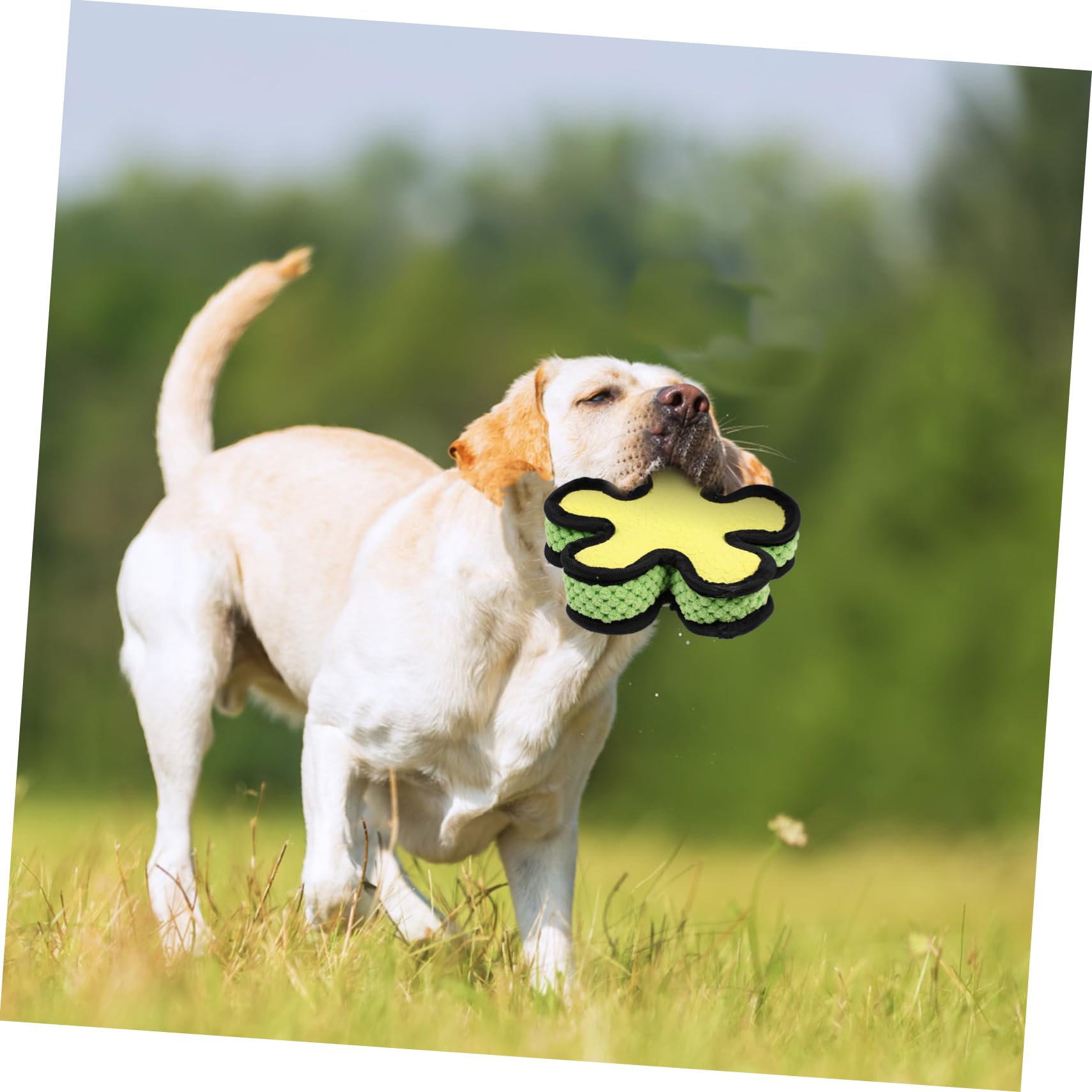 FRCOLOR 3 Piezas Juguete para Mascotas Muñecos Juguete Perro Pequeño Perrito Juguete Bonecas Juguetes para Perros Cachorros Emulsión Resistente a Mordeduras Juguete De Sonido