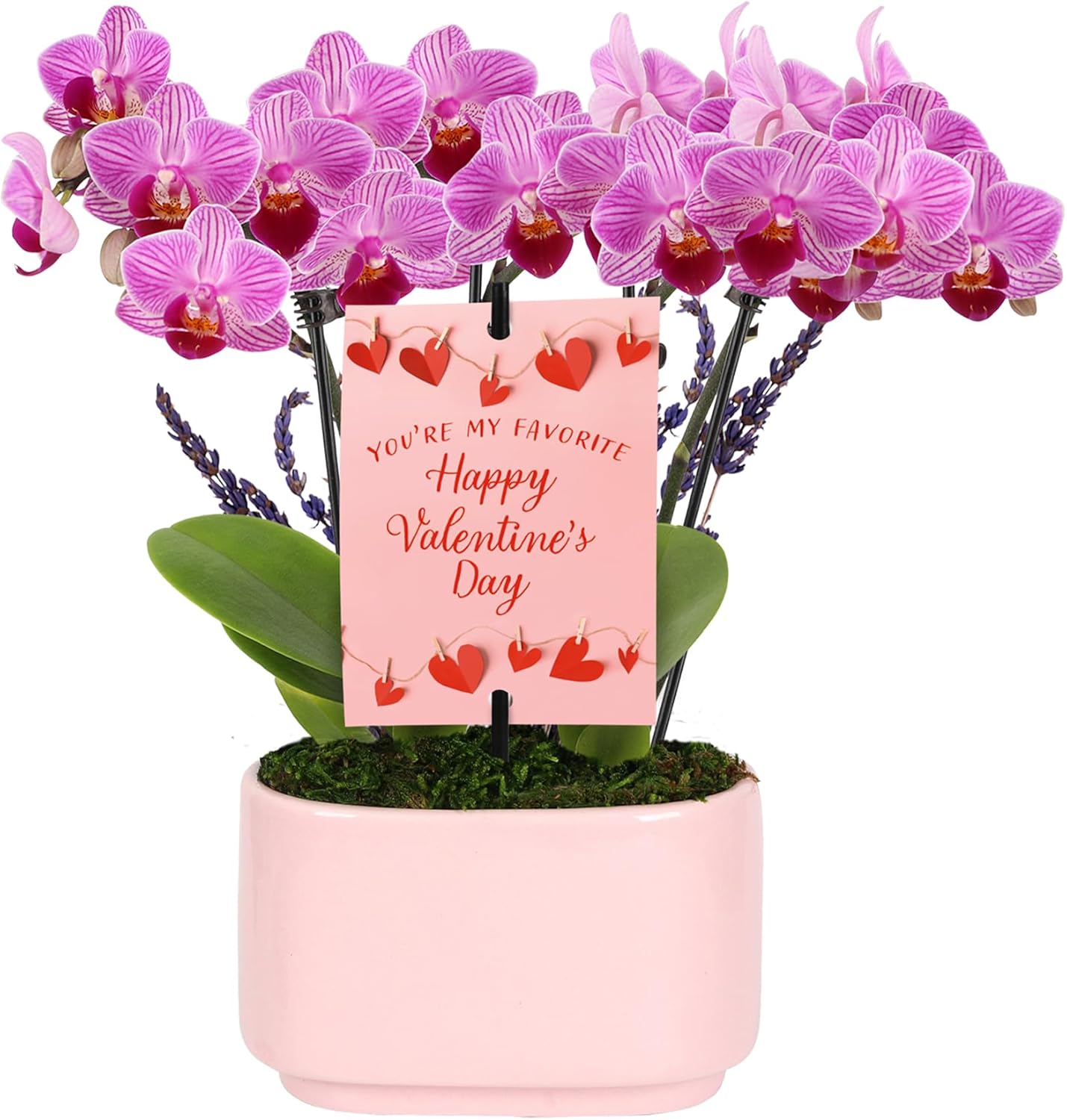 Green Circle Growers 4" Mini Pink Orchid with Lavender – Valentine’s Day Edition in Pink Ceramic Planter, Live Indoor Orchid Gift