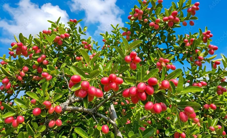 Hybrid Variety Kormocha/Koronda Fruit Live Plant & Tree (Air-Layer) | After Fruit 6 To 8 Months (Pack Of 1)-image-6