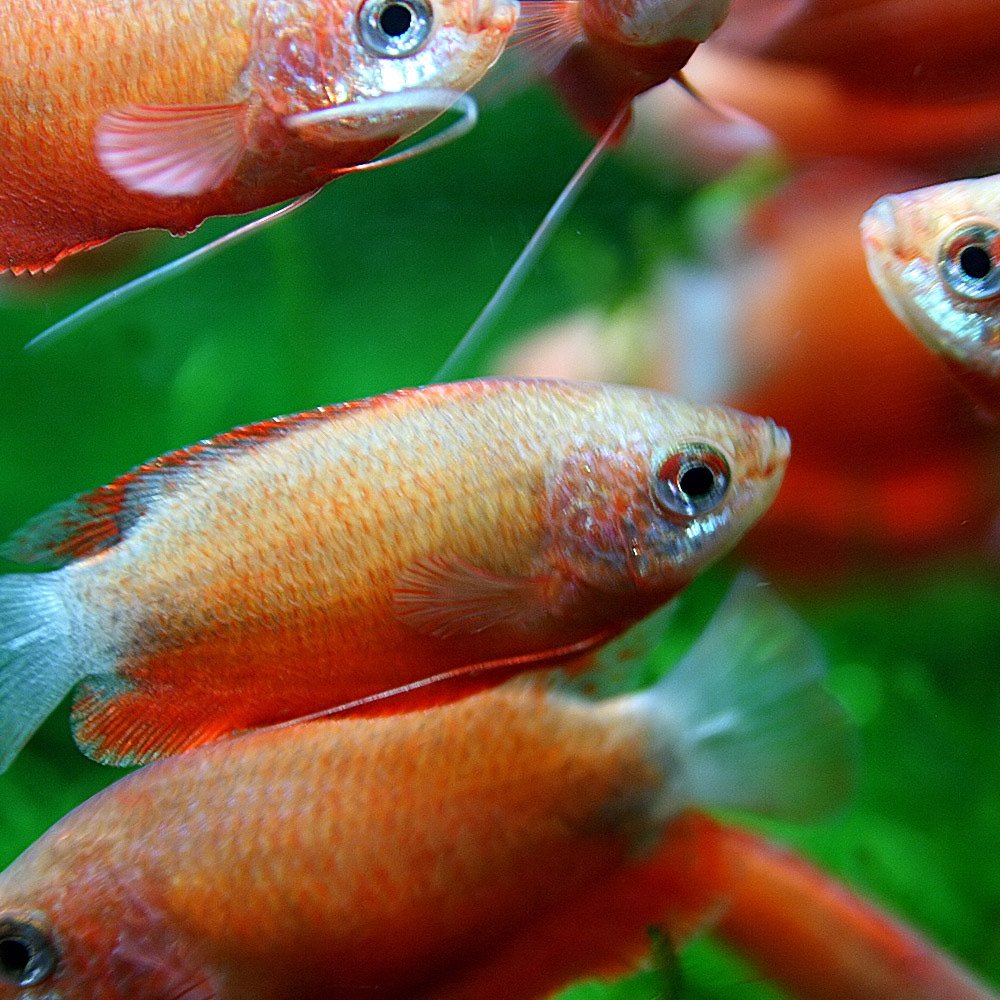 Amazon | (熱帯魚 生体)レッドハニーグラミー (約3cm)(3匹) | 観賞魚 