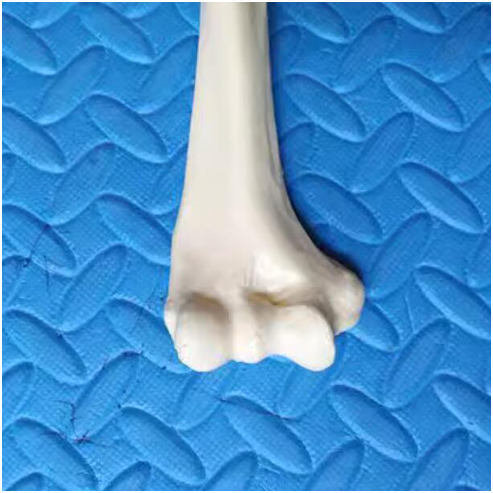 Modello di Scheletro Umano a grandezza Naturale Replica dello Scheletro di Anatomia Medica per Lo Studio dell'anatomia dello Scheletro Umano,Humerus