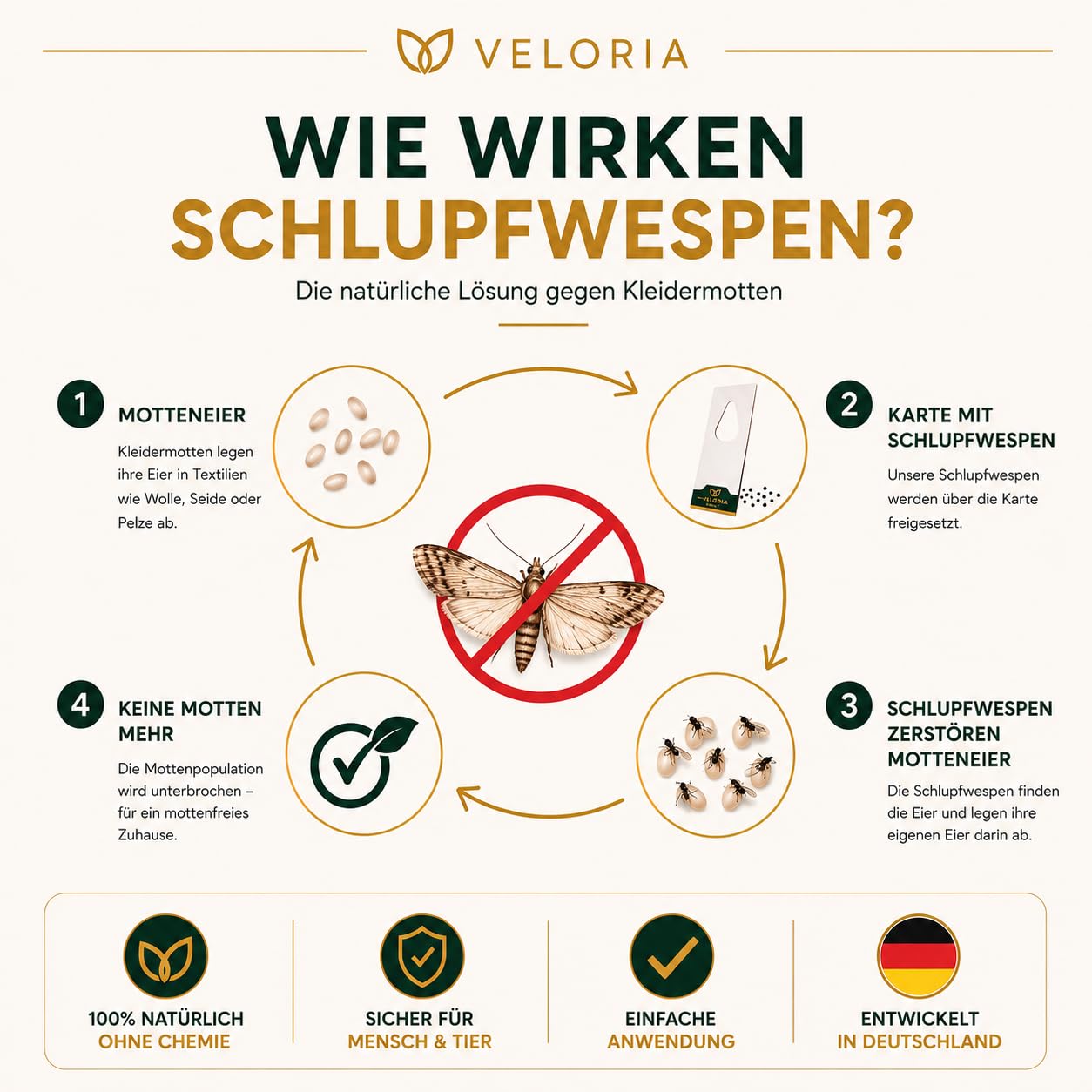 VELORIA Schlupfwespen gegen Kleidermotten - 36 Karten (6 Karten à 6 Lieferungen) - Effektiv Kleider Motten bekämpfen - Alternative zur Mottenfalle, Mottenspray, Pheromonfalle