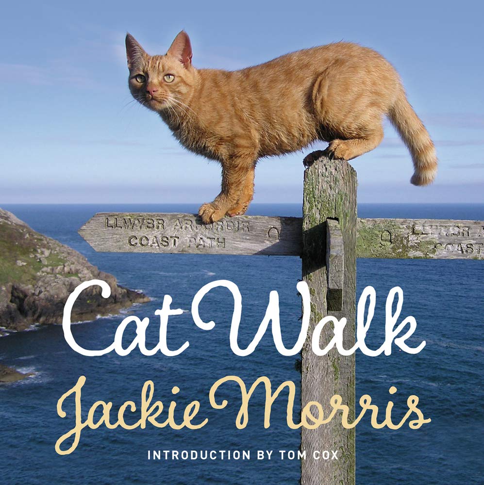 Cat Walk By Jackie Morris
