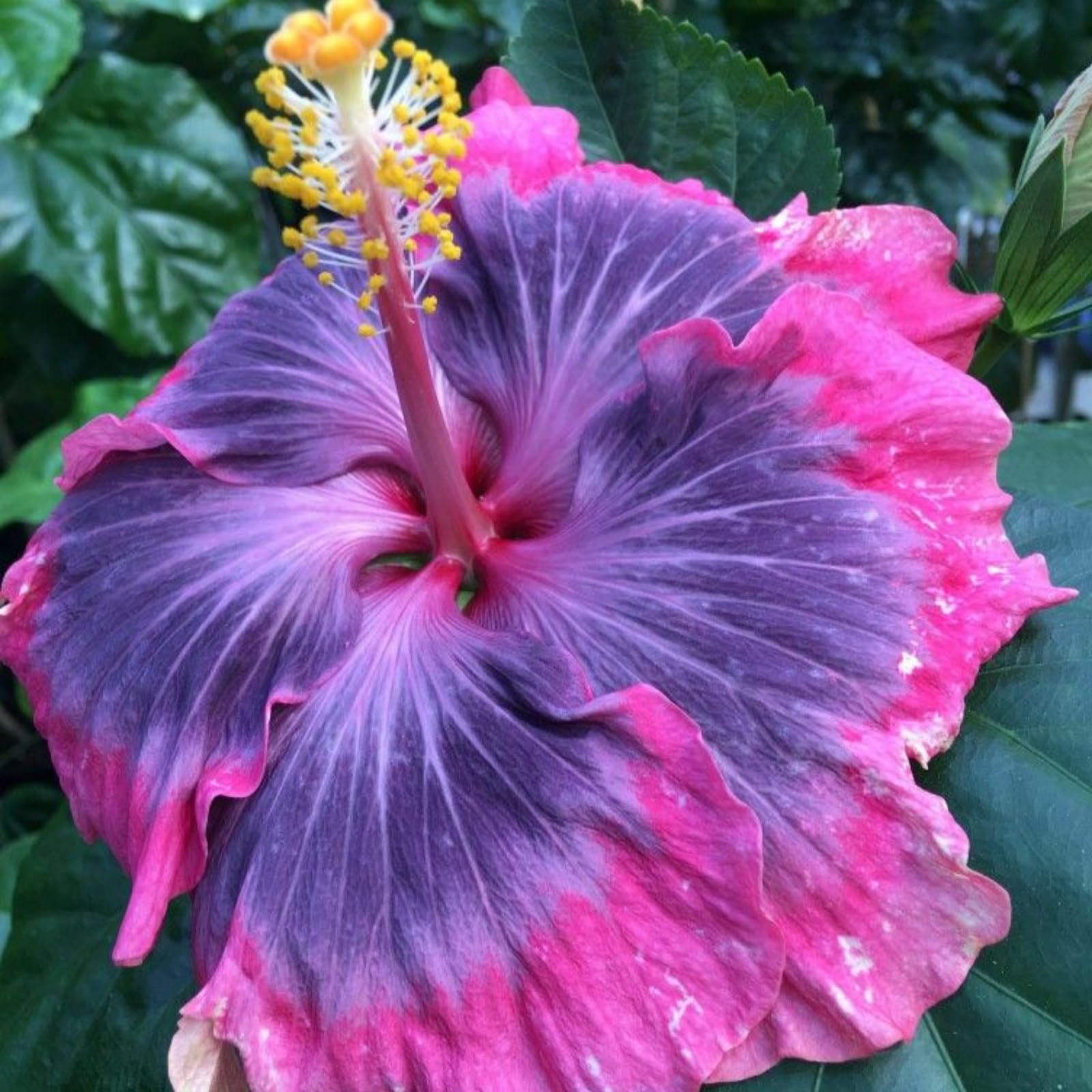 Small Garden Hibiscus – Hardy Rootstock – Double Blooms – Suitable Even for Rooftop Gardens/that Grow Fast/Golden Jade Carving-2 Root-D