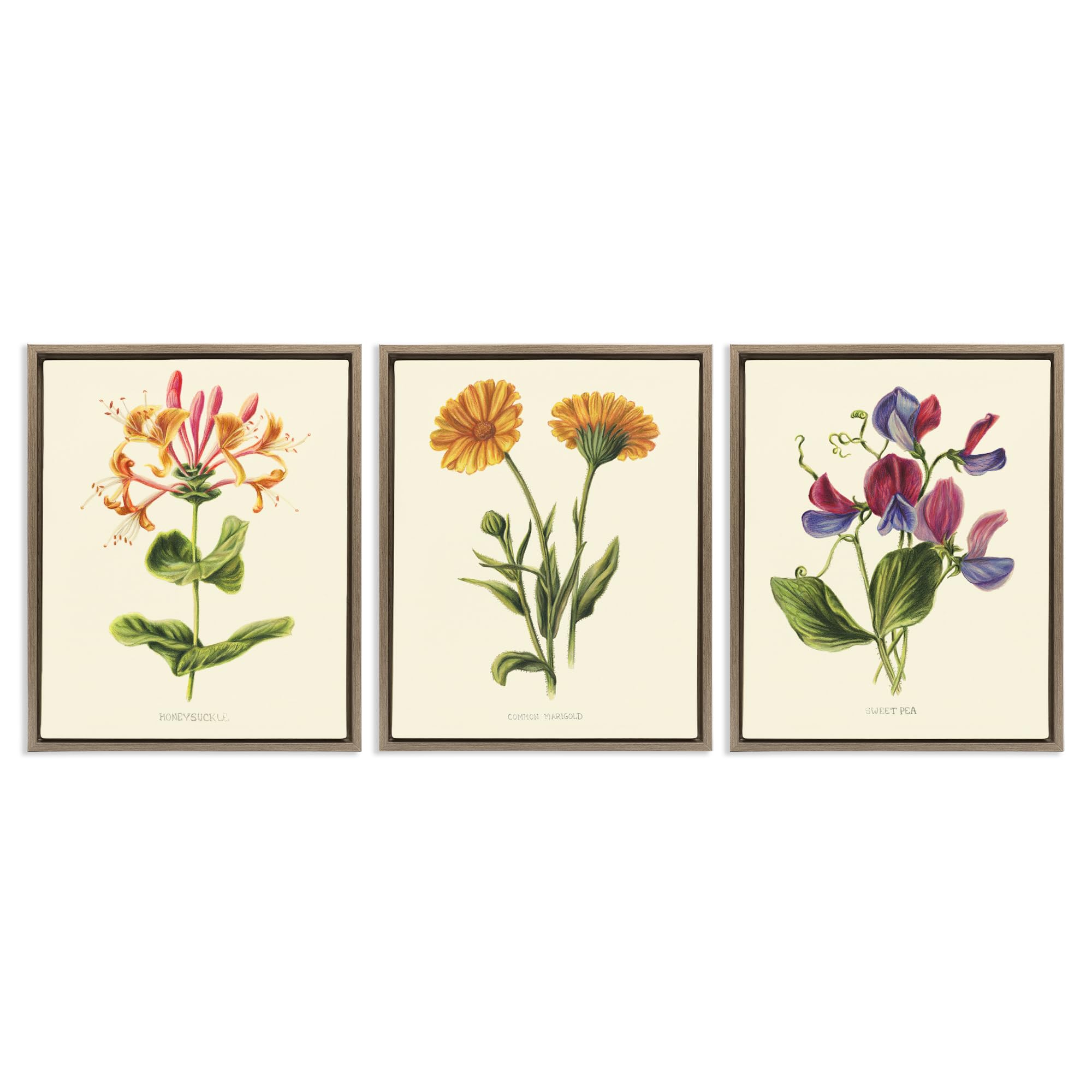 Vintage Floral Botanical, 16 x 20 Inch Canvas in Floater Frame Set