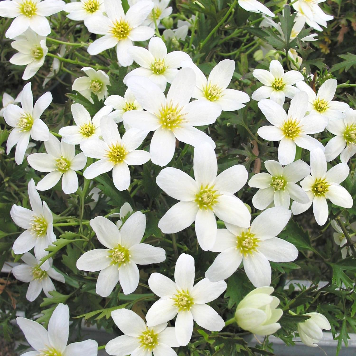 Amazon.co.jp: クレマチス カートマニージョー10.5cmポット苗 【単品