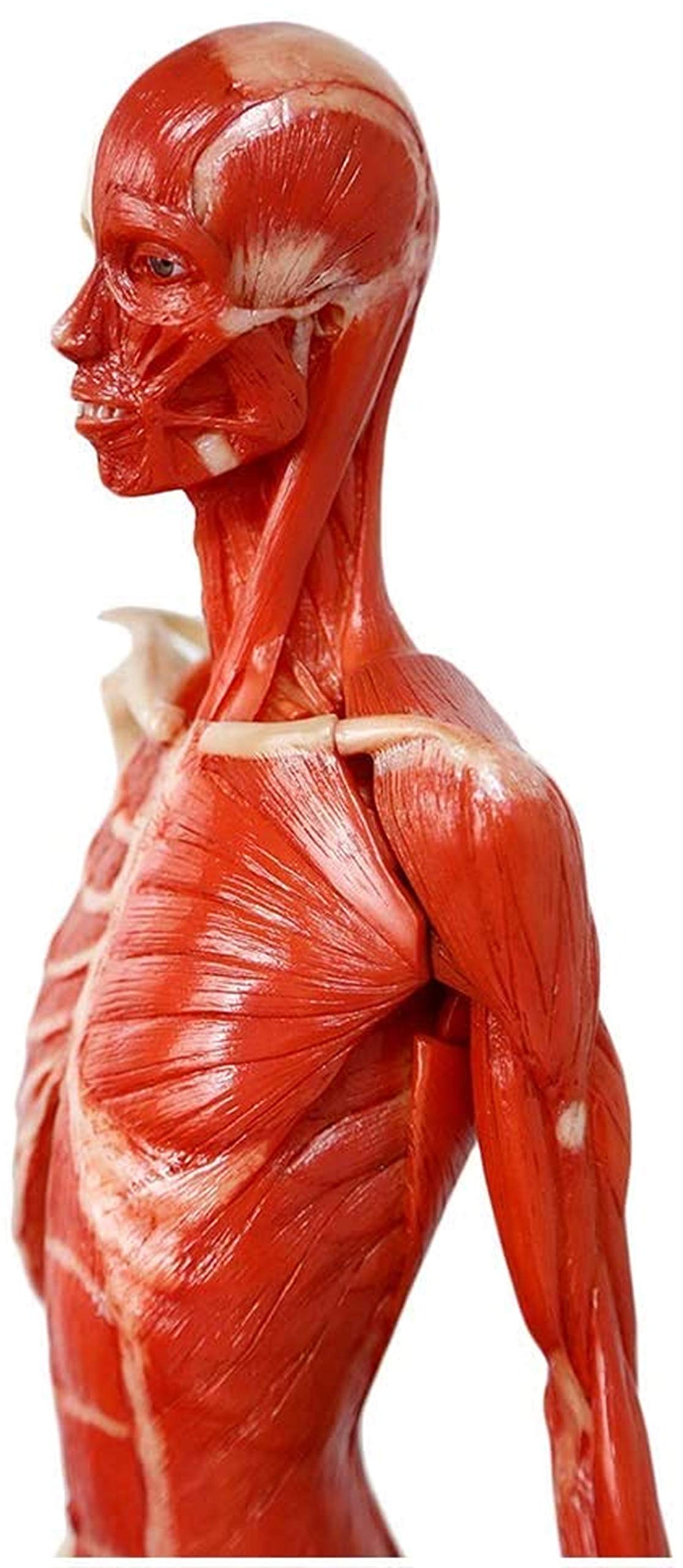 Manekin do rysowania anatomii człowieka - 23 cale / 60 cm Rysunek anatomii kobiety - Model anatomiczny szkieletu mięśni człowieka Odniesienie do szkoły artystycznej Studium i nauczanie