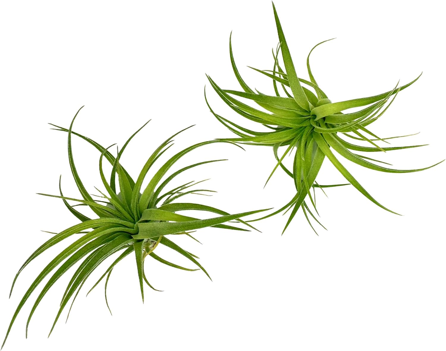 Live Air Plants - Tillandsia Geminiflora 3-6" - 2ct – ragnaroc Live Indoor Plant - Live Arrival Guaranteed - House Plants for Home Decor & Gift