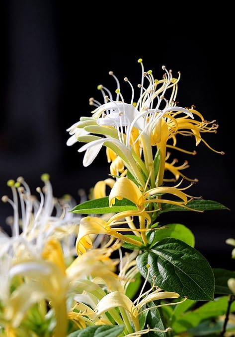 Amazon 金銀花の種 花の種 小夏 袋入り 新鮮な 白い花 庭に植える 21年夏商品 100 個 花