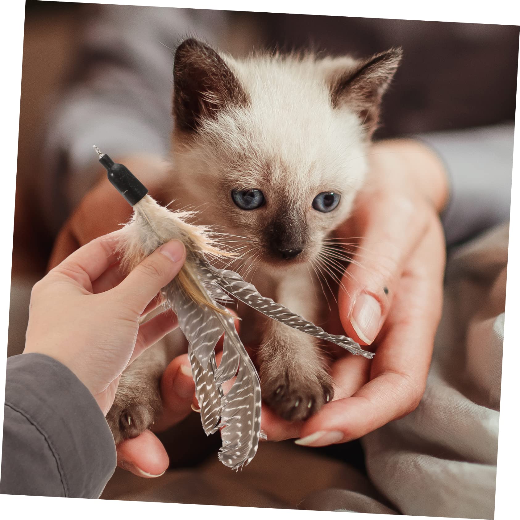 FOMIYES Lot De 5 Pièces De Rechange pour Jouets pour Chats Jouets Interactifs À pour Chatons 8 Pièces X 5