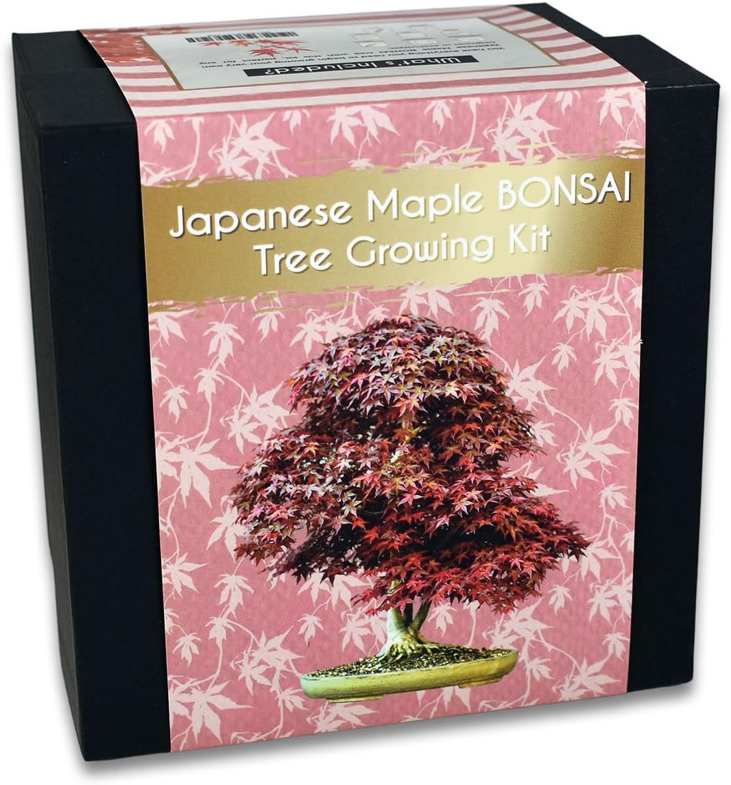 Japanese Maple Bonsai Tree Growing Kit