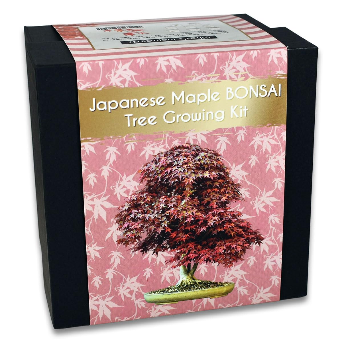 Japanese Maple Bonsai Tree Growing Kit