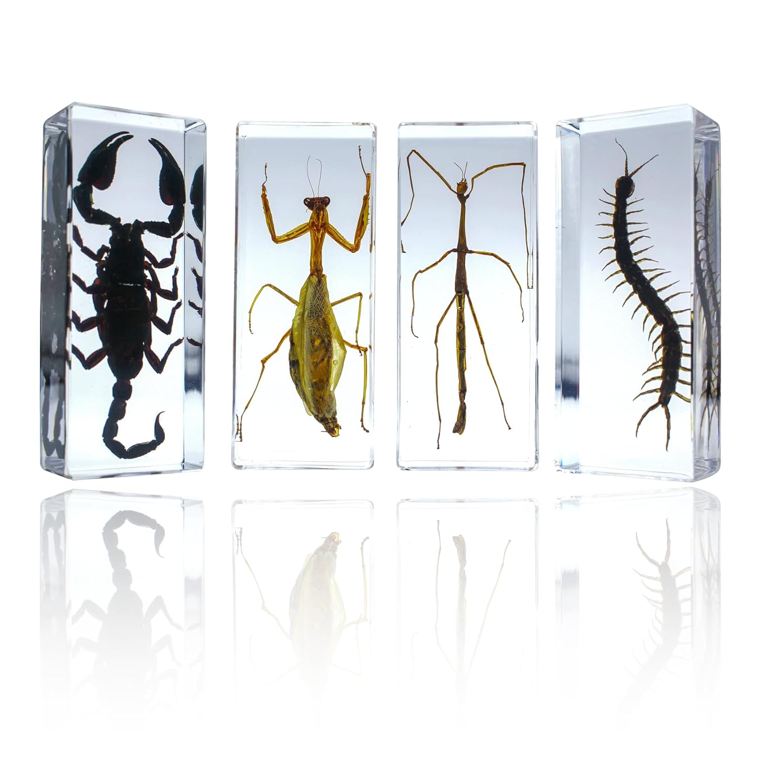 Large 4 Pcs Resin Animal Insect Specimens, Arthropod Bug Collection, Centipede, Scorpion, Mantis, Stick Insect, Science Education, Great Gift for Taxidermy Lovers, Biology