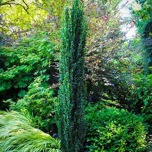 Sky Pencil Holly Tree Live Plant in Quart Pot, Elegant Plant for Landscapes,Yard, Outdoor Planting, Dormant in Winter, Fast Growing Shrub Hardy