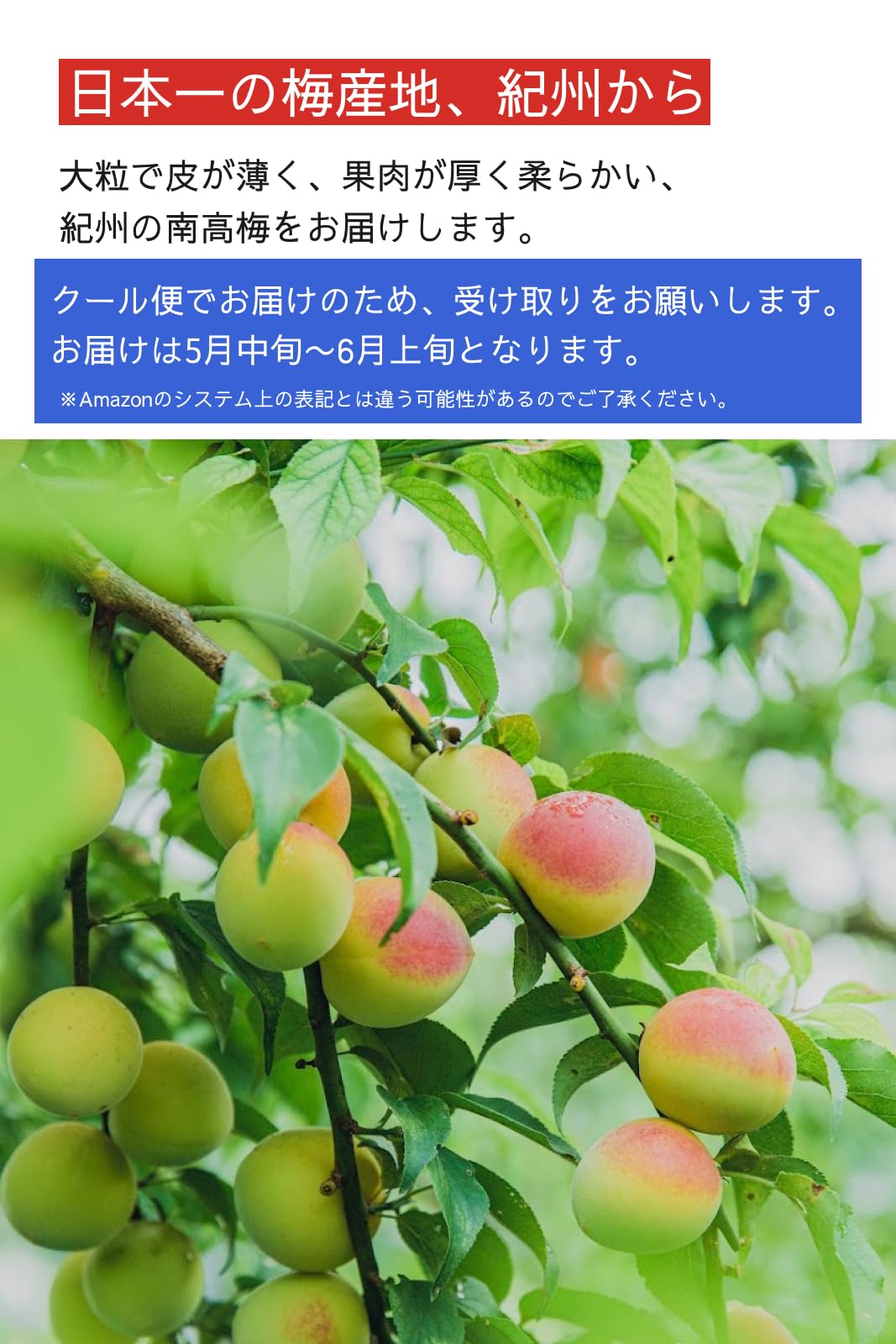 Amazon.co.jp: 【予約商品】 梅ボーイズ 紀州南高梅 青梅 生梅 5kg 5月