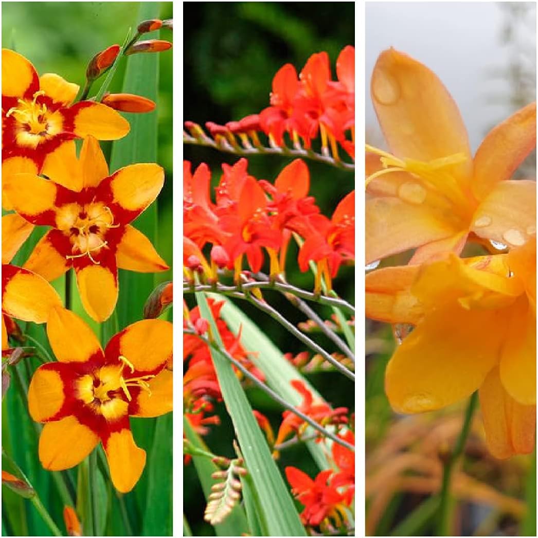 Carbeth PlantsCrocosmia Plant Mix x 3 Plants Including Varities Like Lucifer - Emily McKenzie - Fairy Crimson in 9cm Pots