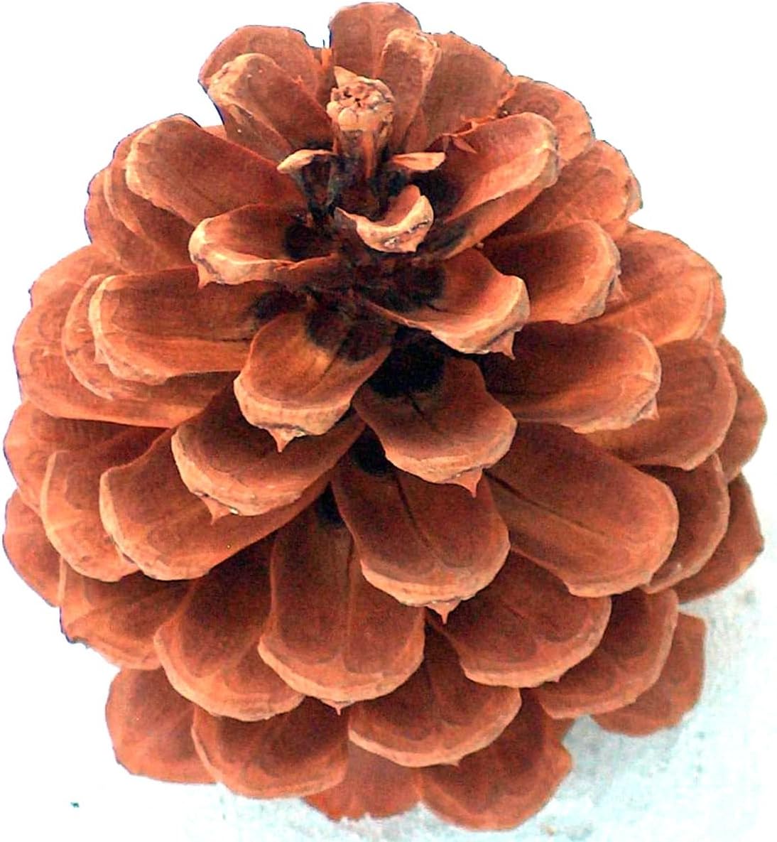Natural Ponderosa Pine Cones Christmas Decorations Ornaments 4 to 5" Box 16