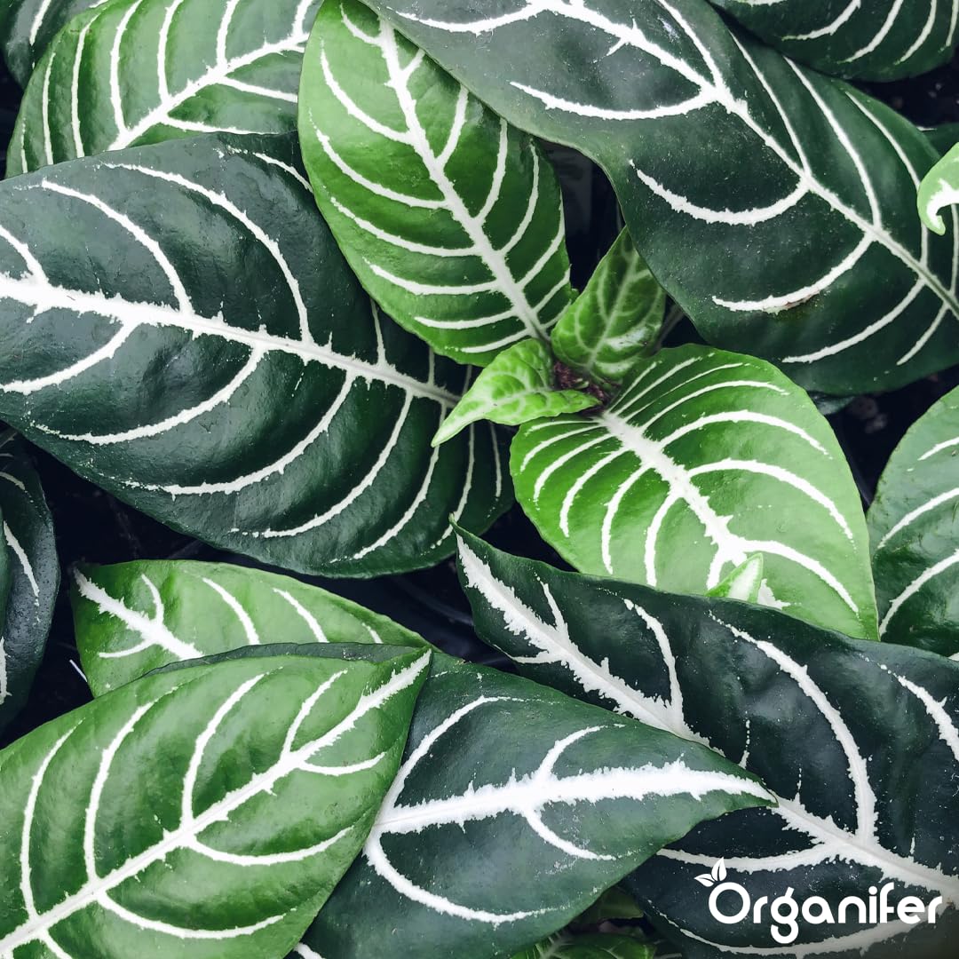 Calathea Nawóz Płynny - 5x1L - NPK 2-1-8 | Nawóz Płynny Dla Zdrowych Liści I Intensywnych Kolorów - Wspomaga Korzenie I Witalność - Organifer