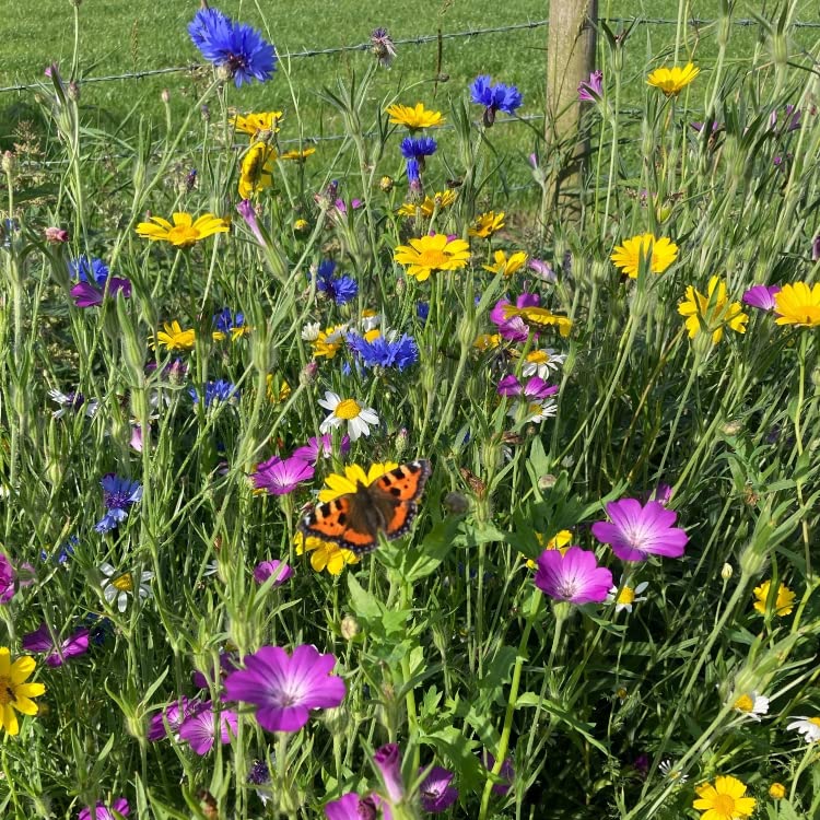 Landlife Wildflowers All Things Bright and Beautiful Bee and Butterfly Wildflower Seeds LWBP (1kg) - Wildflower Seed Mix Containing 22x Native British Species & 4X Super Pollinators