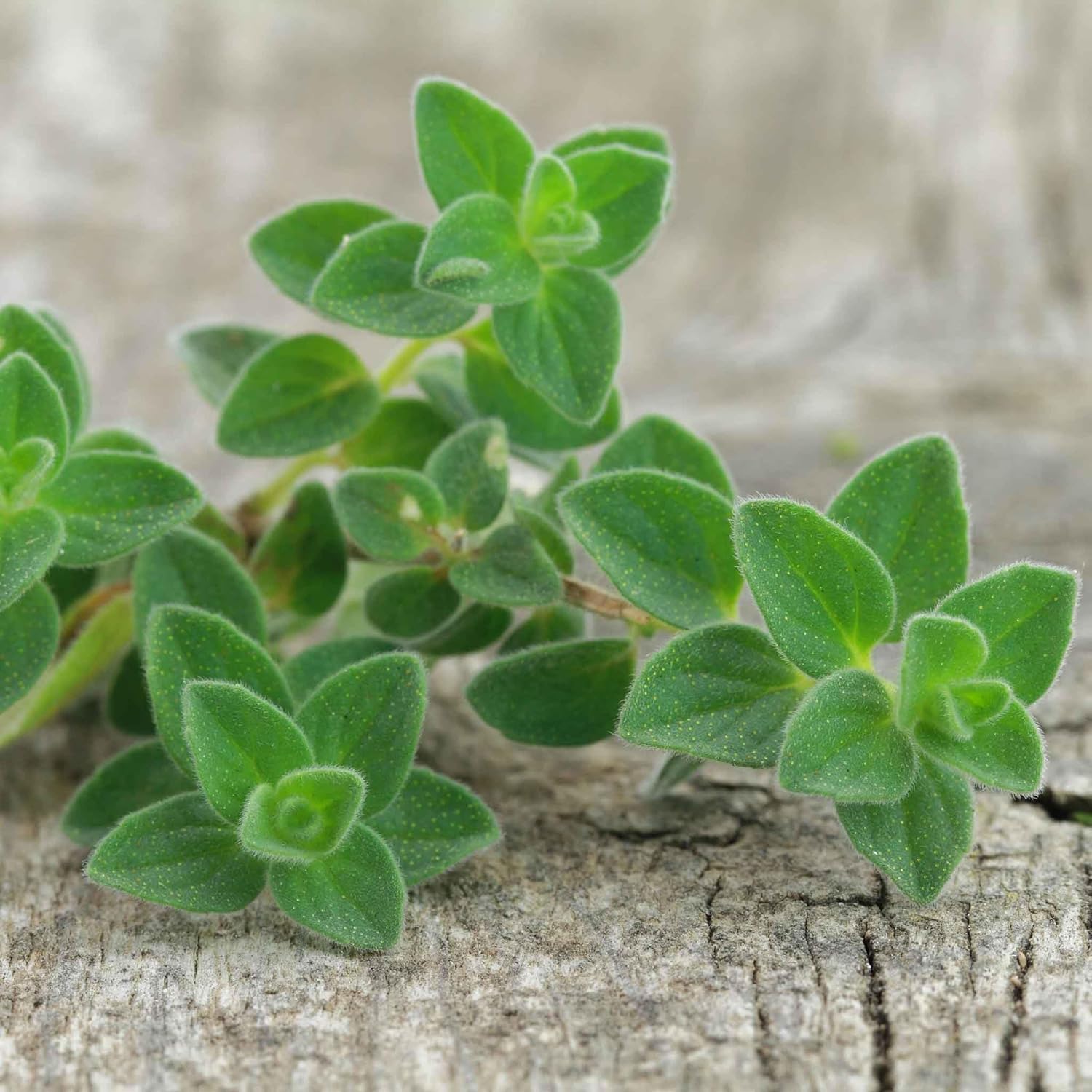 Eden Brothers Oregano Seeds - Greek