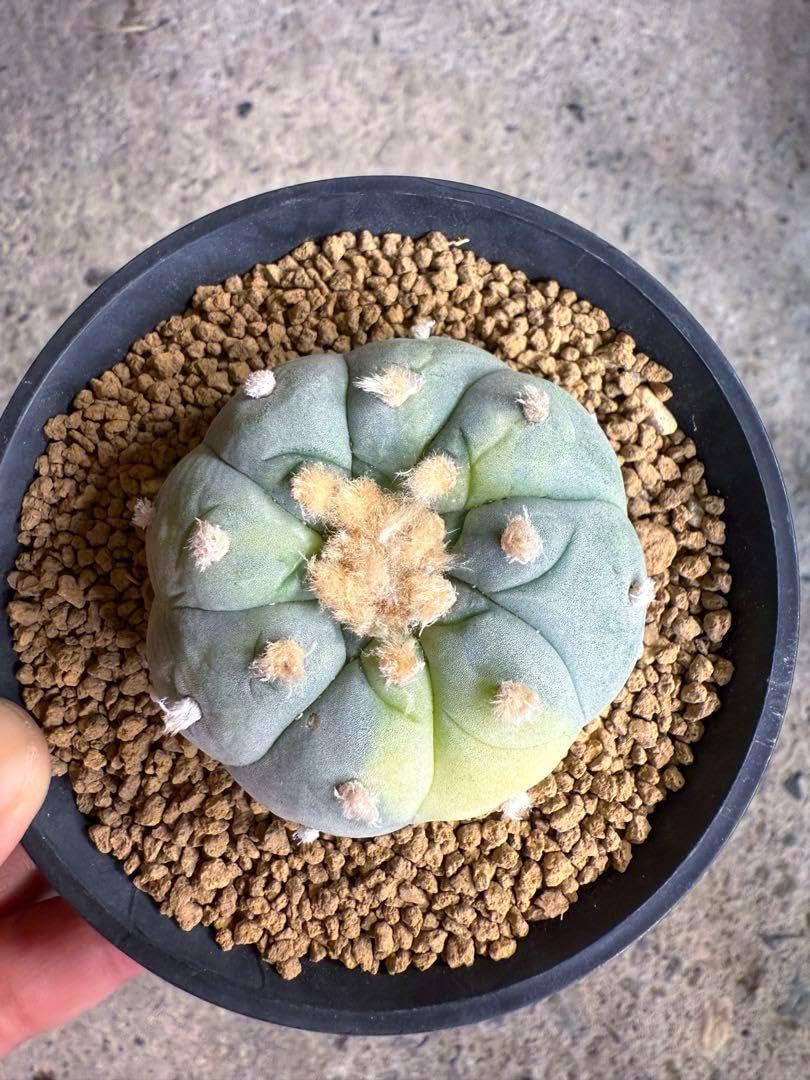 銀冠玉錦 サボテン 銀冠玉 鳥羽玉 ロホホラ ロフォフォラ 疣銀冠玉