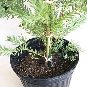 Amazon.co.jp: アカシア・ゴールドチップ 7号ポット【品種で選べる花木 Amazon.co.jp: アカシア・ゴールドチップ 7号ポット【品種で選べる花木