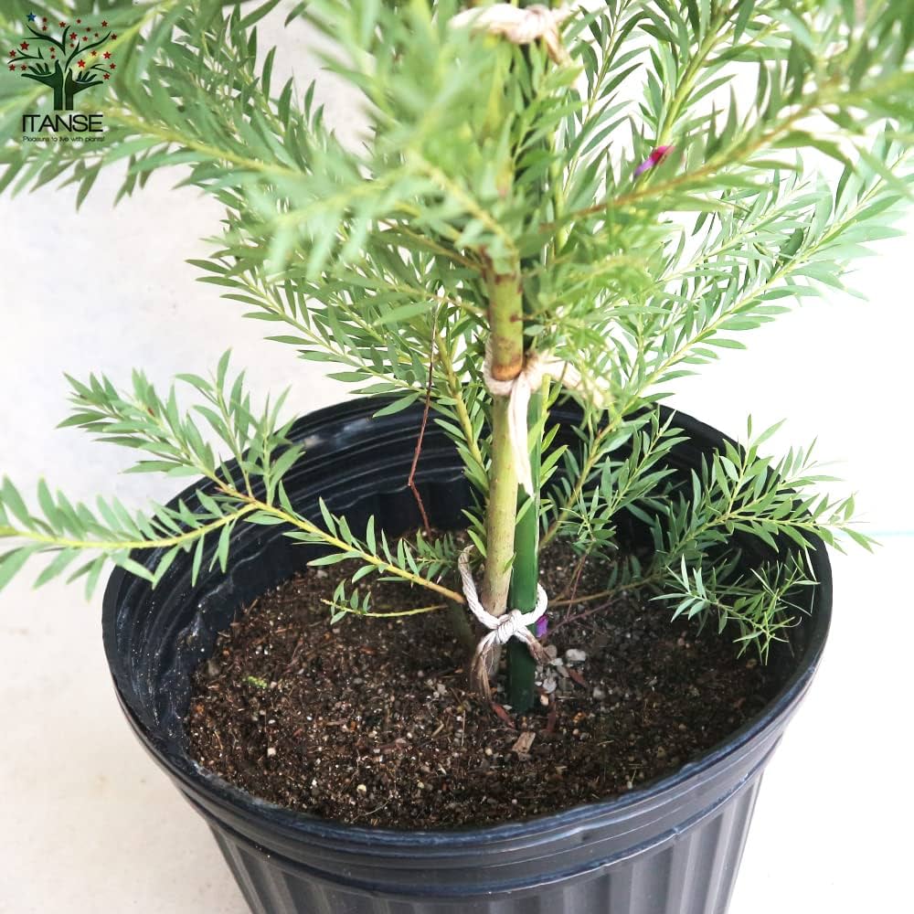 Amazon.co.jp: アカシア・ゴールドチップ 7号ポット【品種で