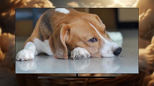 Lista de reprodução pacífica do cachorro - música relaxante para trazer conforto e serenidade ao seu