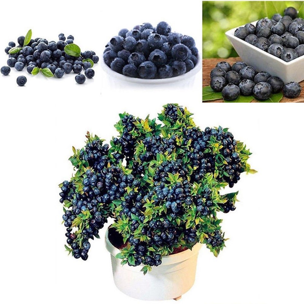 Portal Cool 50Pcs Blaubeerbaum-Seed Heidelbeere Samen Topf Bonsai Samen  Pflanze Nizza : Amazon.de: Garten