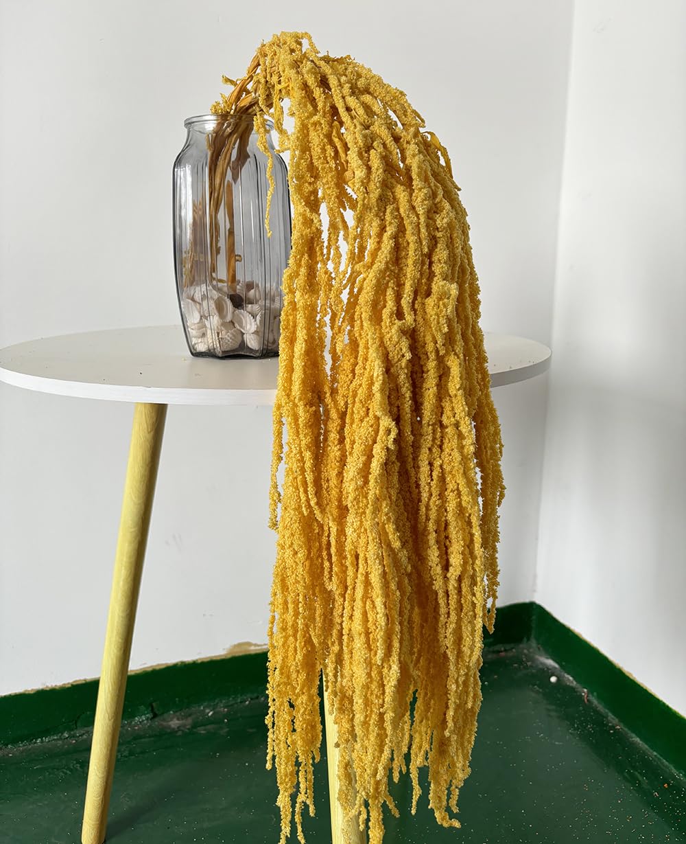 DongArts Natural Preserved Amaranthus Flowers, 5 Pcs Bleached Wisteria Vine Hanging Dried Flowers for Wedding Bouquet, Home Party Decor (Yellow)