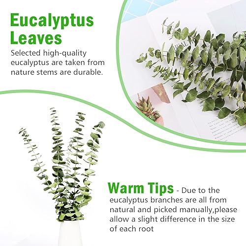 Miniatura 6 de 12 tallos de ramas de eucalipto secas, tallos verdes, 17 pulgadas, hojas de eucalipto vivas 100% naturales, decoración de plantas verdes para ducha,
