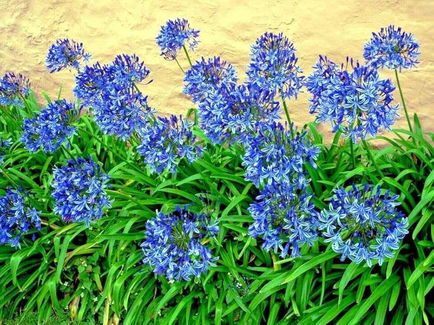 『ユイカ』 1st LIVE「Agapanthus」 National Plant Network 1 gal Agapanthus Live Perennial Plant