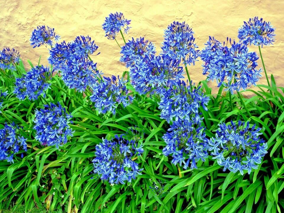 『ユイカ』 1st LIVE「Agapanthus」 National Plant Network 1 gal Agapanthus Live Perennial Plant