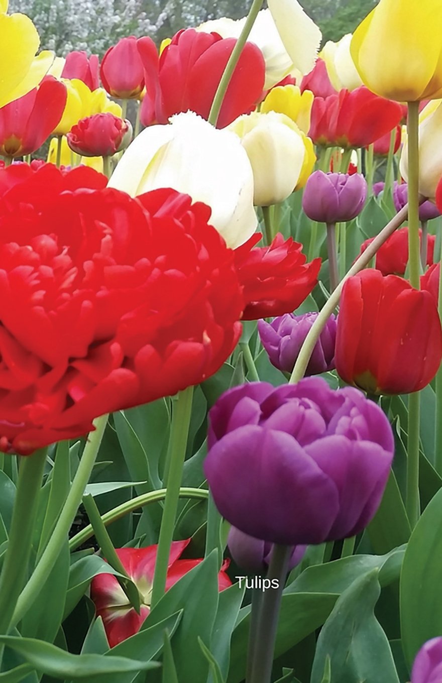 Tulips: Journal