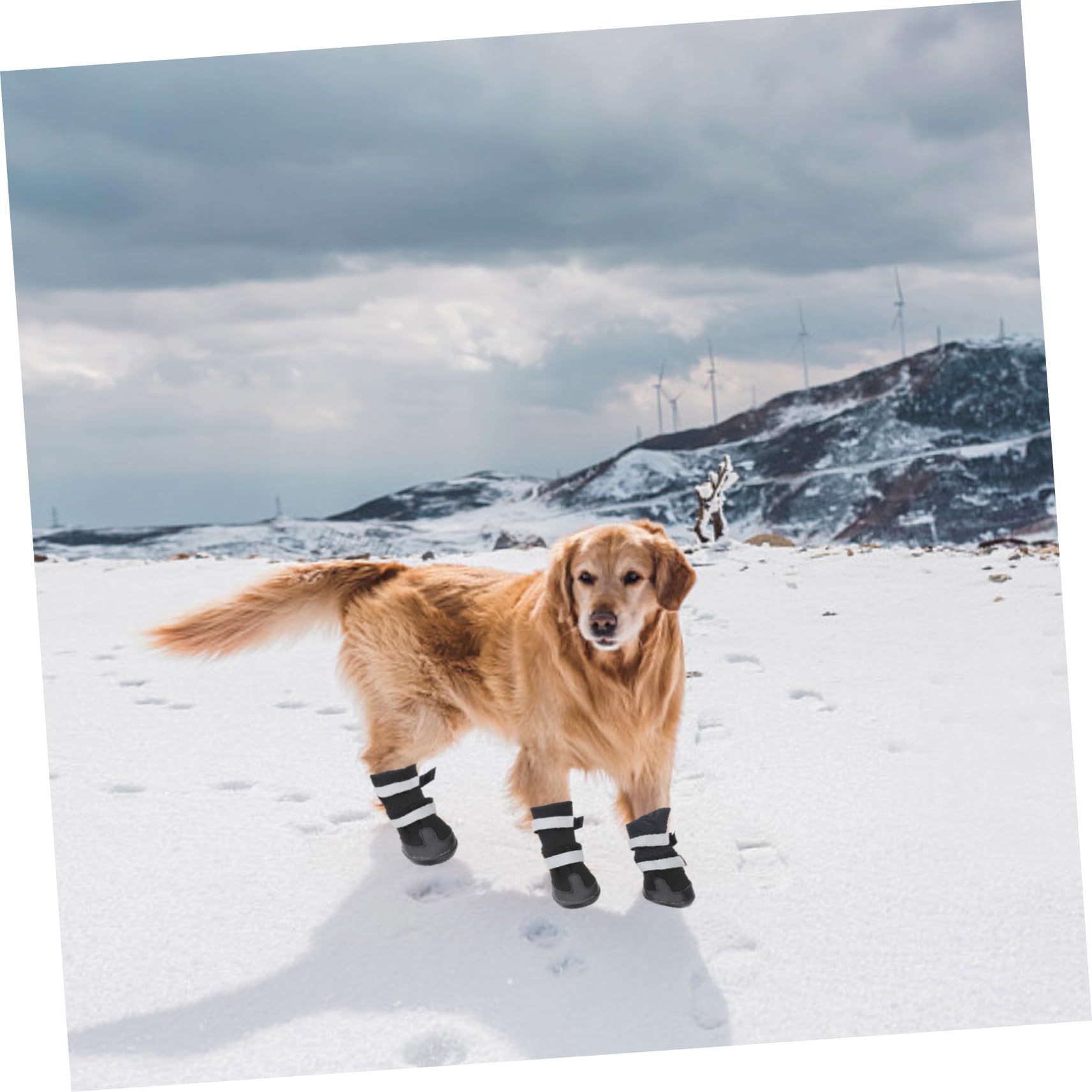 BESPORTBLE 8 Pièces Chaussures d'hiver pour pour pour Trottoir Chaud Antidérapants pour Animaux De Compagnie pour Chiens Petits Chaussures De