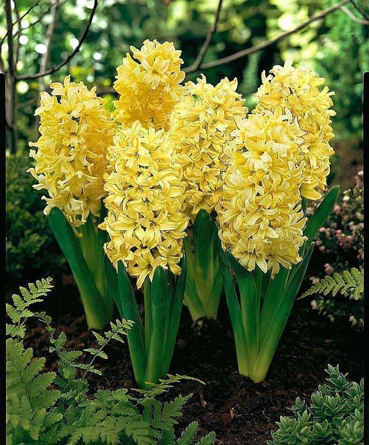 Radha Krishna Agriculture Imported Variety Hyacinth, Dutch hyacinth Flower bulbs mix color For Home Gardening (PACK OF 1, Yellow) (B0B7DYQ637) Amazon Price History, Amazon Price Tracker