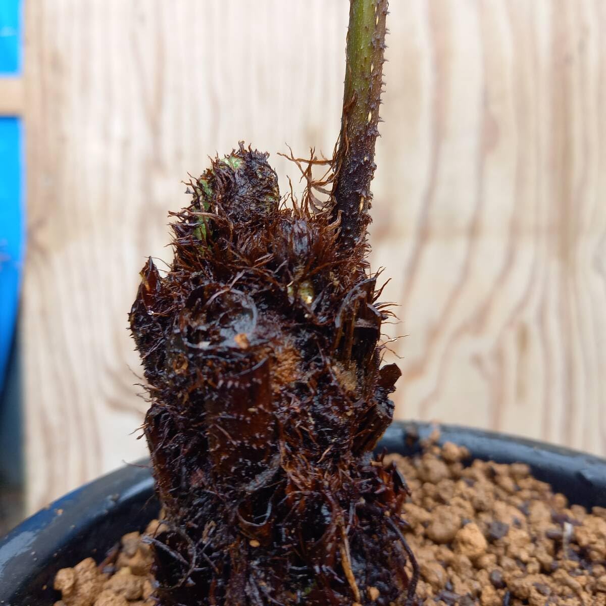 Amazon.co.jp: 観葉植物 ヒカゲヘゴクロヘゴ新芽セット クロヘゴ Amazon.co.jp: 観葉植物 ヒカゲヘゴクロヘゴ新芽セット クロヘゴ