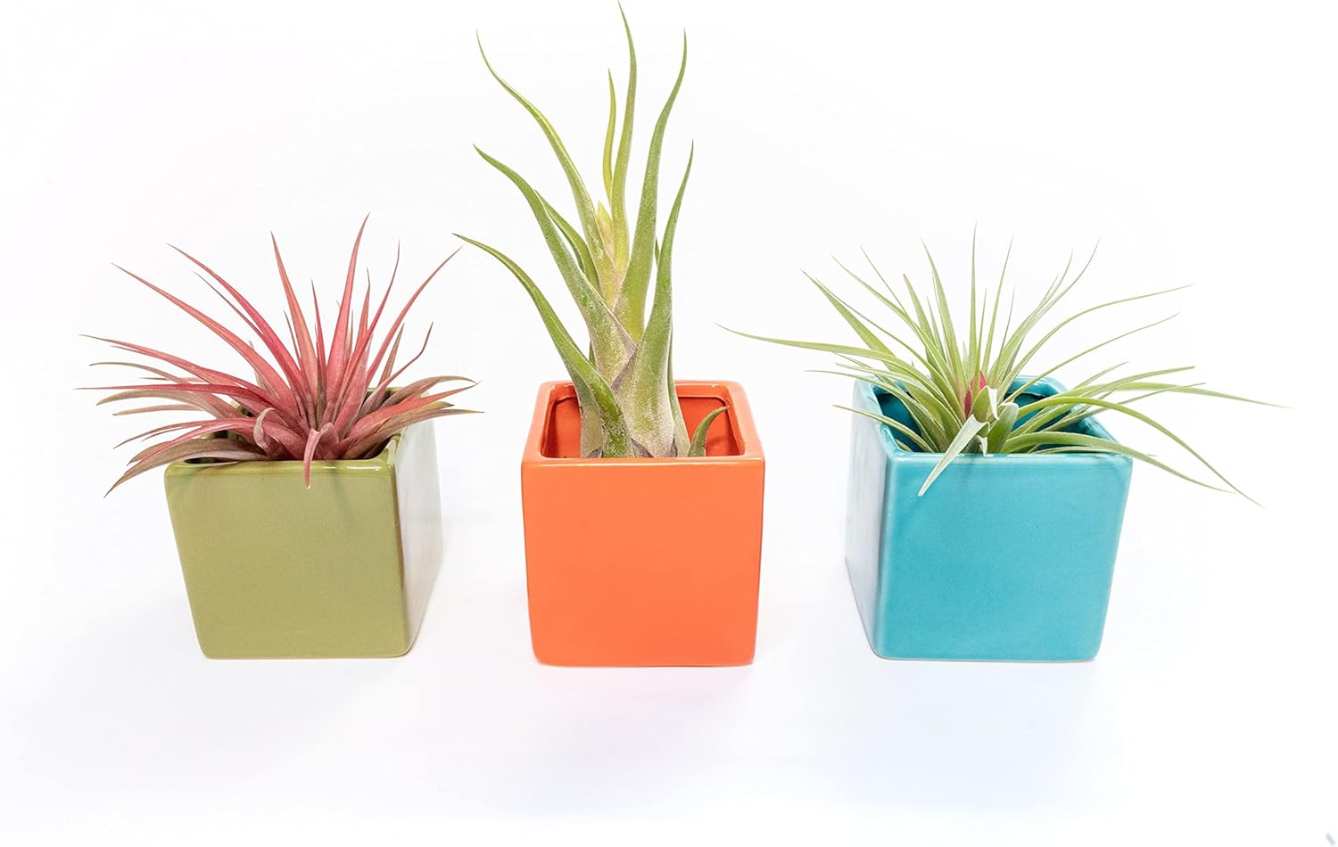 Air Plant Shop Color Cube Sets with Mixed Air Plants - Succulents - Live Tillandsia - Easy Care Indoor and Outdoor House Plants
