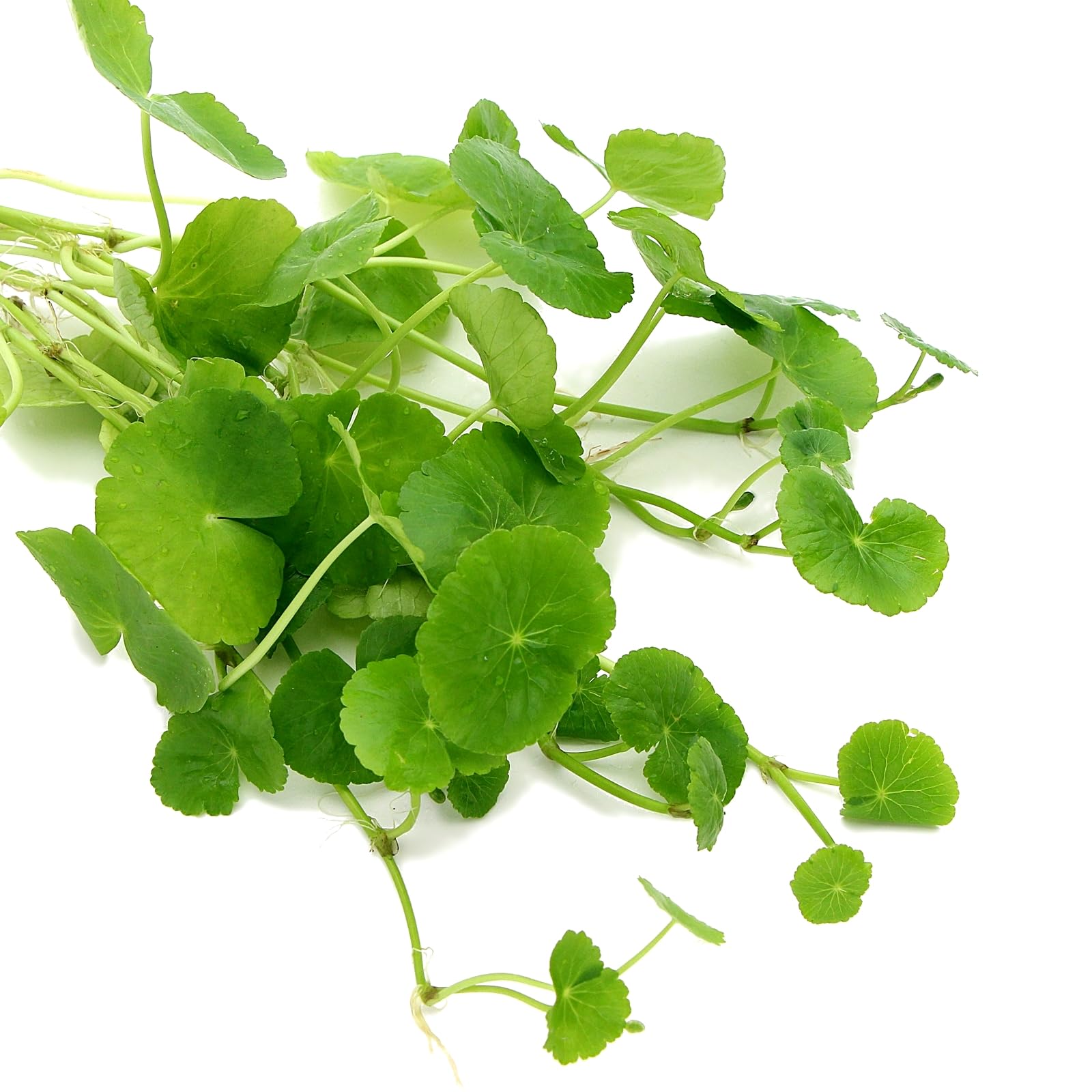 K2AQUA Hydrocotyle Leucocephala Brazilian Pennywort Live Aquarium Plant Easy Care Freshwater Tropical Green Foliage Perfect for Fish Tanks and Aquascaping Healthy Floating Stem