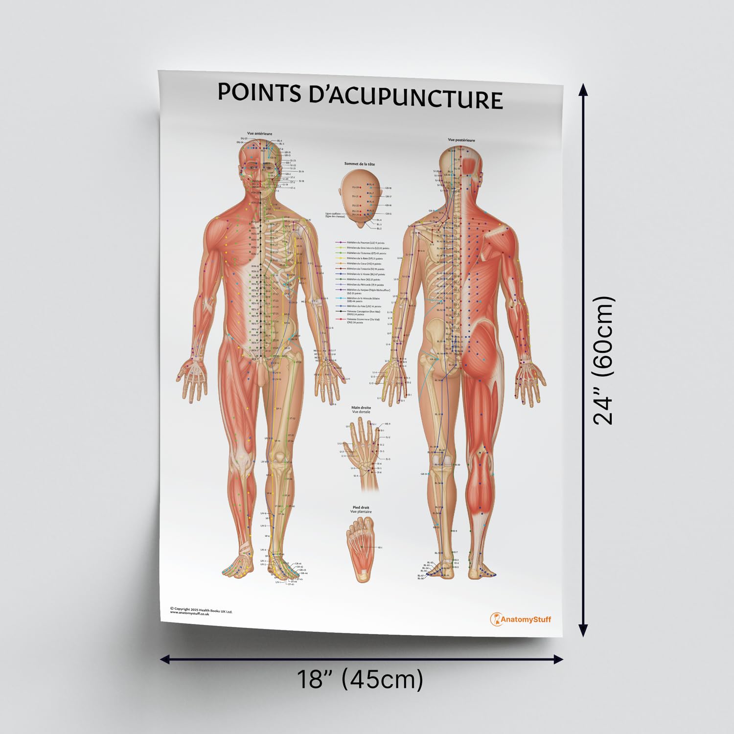 Anatomy Stuff Affiche des Points d’Acupuncture, FRANÇAIS, 45 x 60 cm / 18 x 24 pouces, Diagramme des Points d’Acupuncture