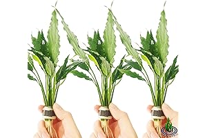 Spathiphyllum Wallisii Live Water Lilies for Terrariums and Paludariums